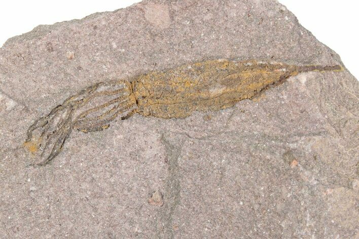 Fossil Eocrinoid (Ascocystites) - El Kaid Rami, Morocco #376562